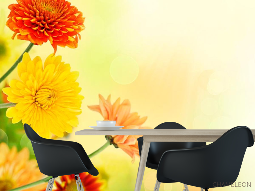 Фотообои Хризантемы разных оттенков - 1