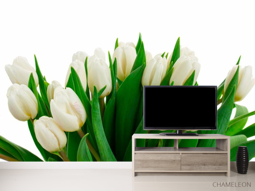 Фотообои Белые тюльпаны - 2