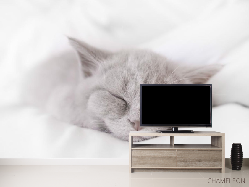 Фотообои серый котёнок спит - 2