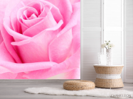 Фотошпалери Макро-зйомка троянди - 2