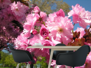 Фотошпалери рожеве цвітіння - 1