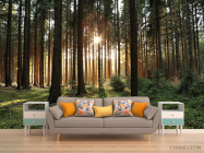 Фотообои солнце пробивается в лесу - 1