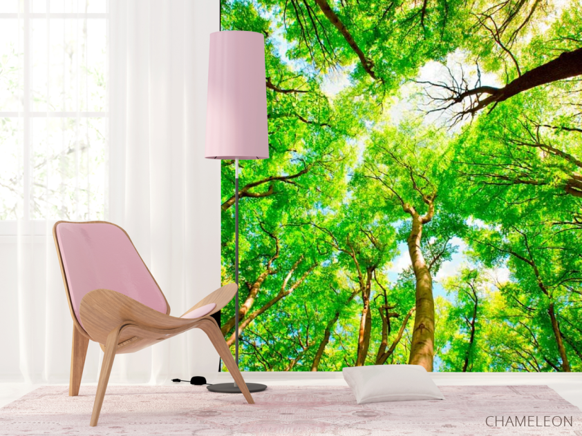 Фотошпалери Тонкі дерева - 4