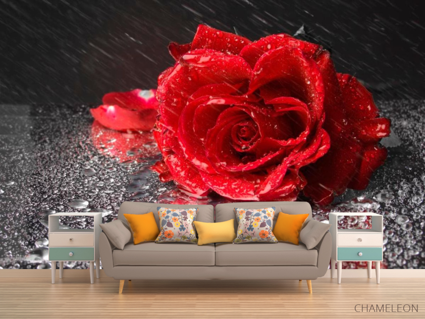 Фотообои Бардовая роза - 1