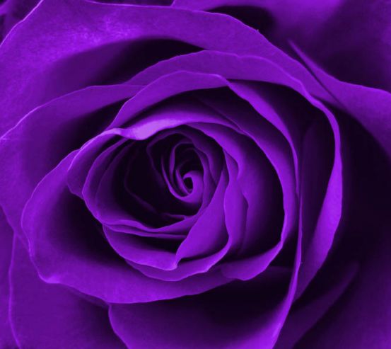 Фотообои фиолетовая роза 25774