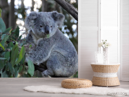 Фотошпалери Коала - 2