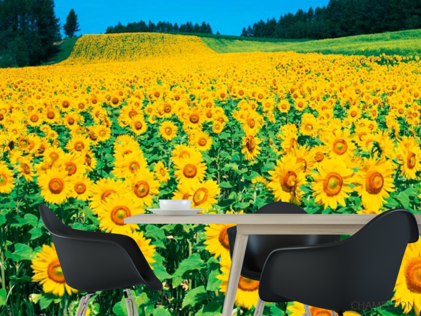 Фотошпалери Поле соняшників - 1
