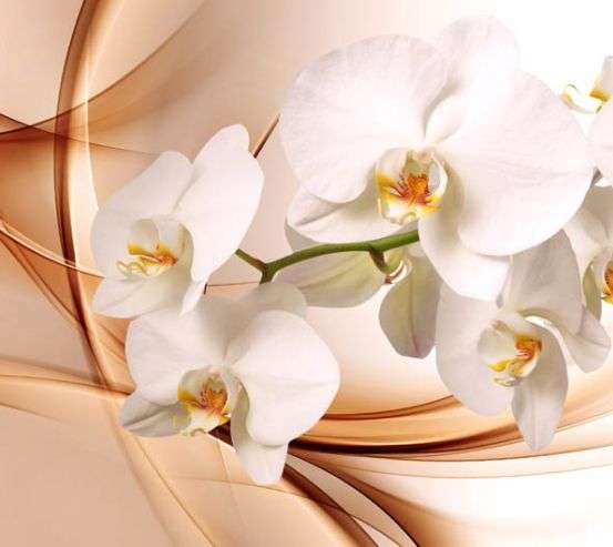 Фотошпалери орхідеї 3d Фотошпалери орхідеї 3d 30031