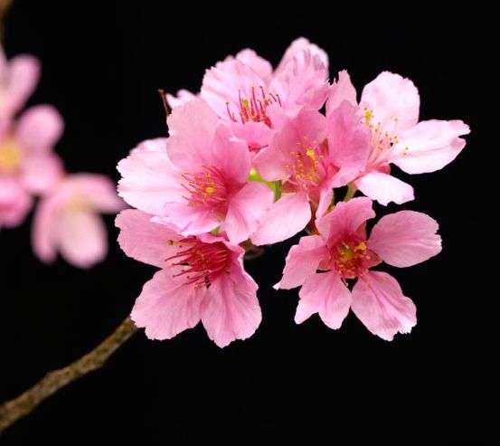 Фотообои Розовые персиковые цветы 5695