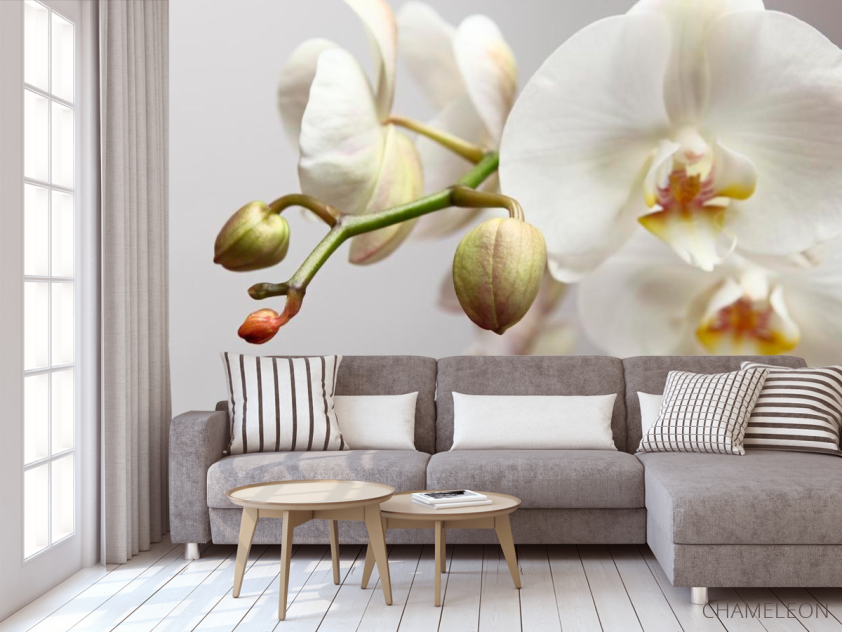 Фотообои Орхидея белоснежная - 3