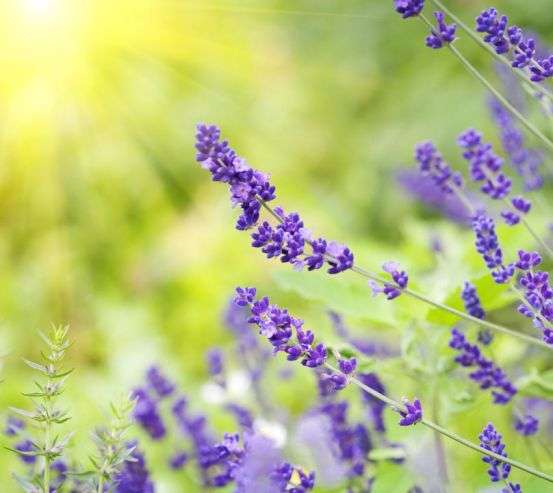 Фотообои синие полевые цветы Фотообои синие полевые цветы 20352