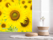 Фотошпалери великі соняшники - 2