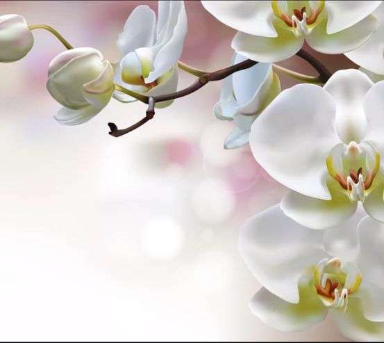 Фотообои Орхидеи Фотообои Орхидеи 32281