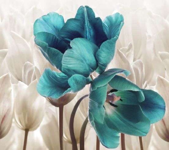 Фотообои тюльпаны Фотообои тюльпаны 31516