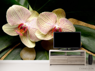 Фотообои Полосчатые орхидеи - 2
