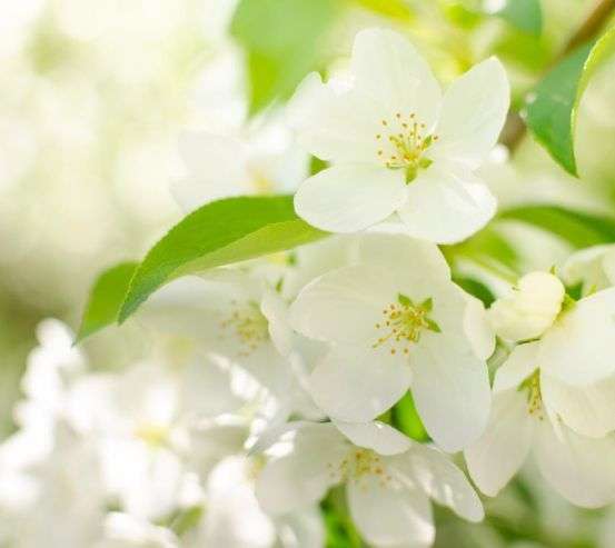 Фотообои белые цветочки на деревьях 21350