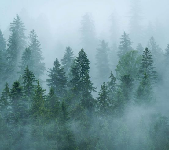Фотообои Туман над лесом 27525