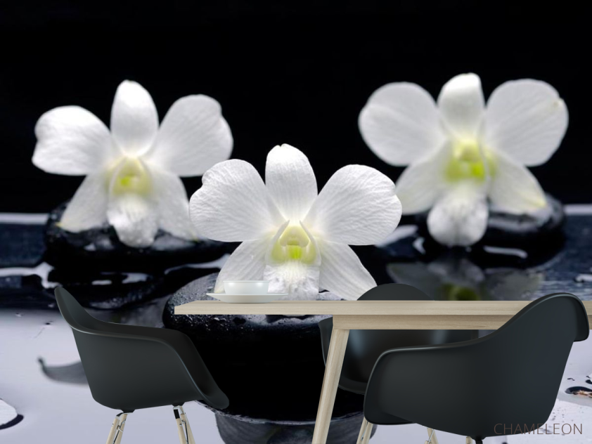 Фотошпалери Білі орхідеї на каменях - 1