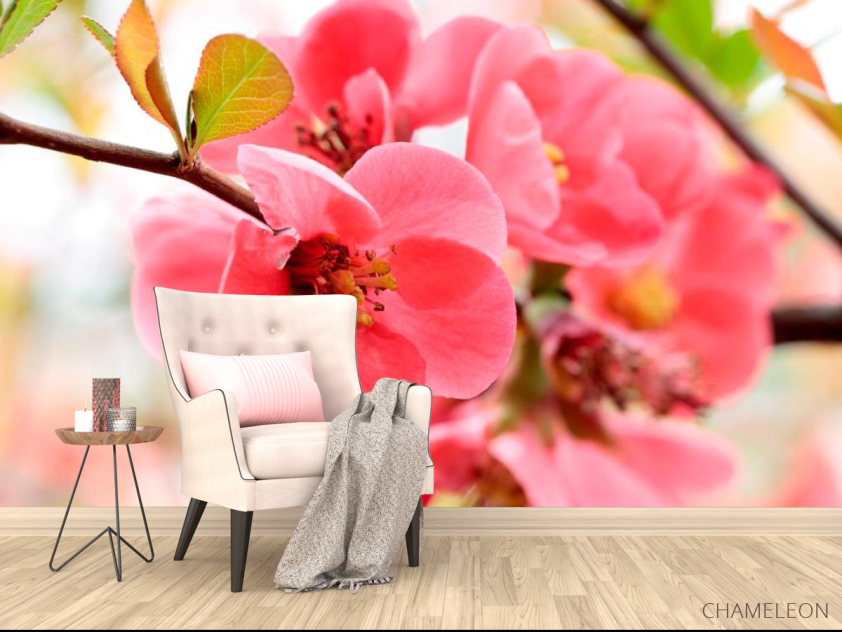 Фотообои Цветок яблони - 4