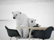 Фотошпалери Полярні ведмеді - 1