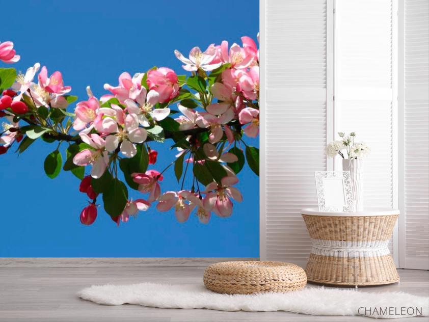 Фотошпалери Фотошпалери Черешня квітуча - 2