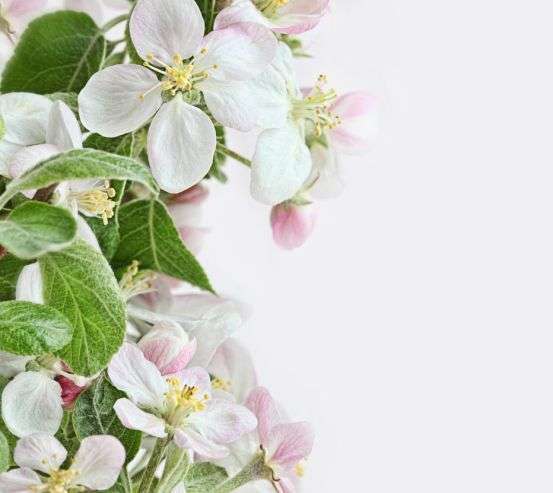 Фотообои бело-розовые цветочки Фотообои бело-розовые цветочки 20505