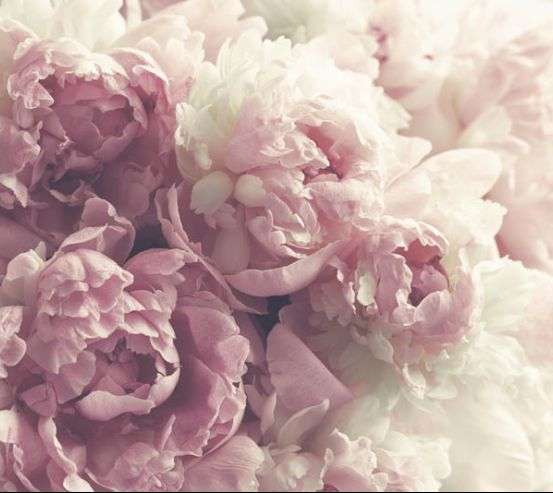 Фотообои Розовые пионы Фотообои Розовые пионы 30525