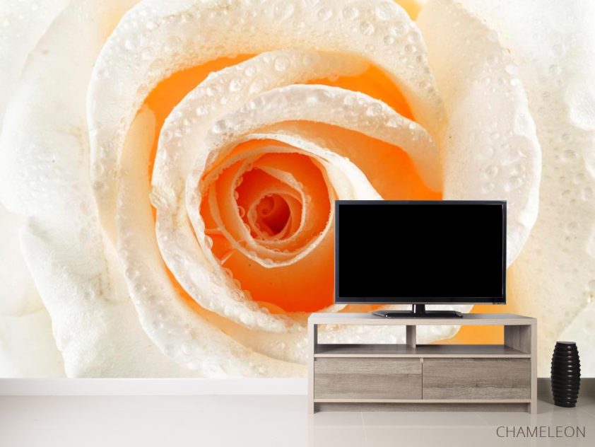 Фотообои Роза кремовая макро-съемка - 2