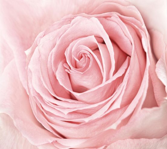 Фотошпалери рожева троянда 20459