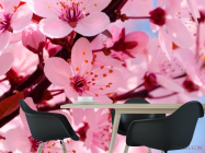 Фотошпалери Квітуче рожевим дерево - 1