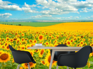 Фотошпалери Поле, засіяне соняшниками - 1