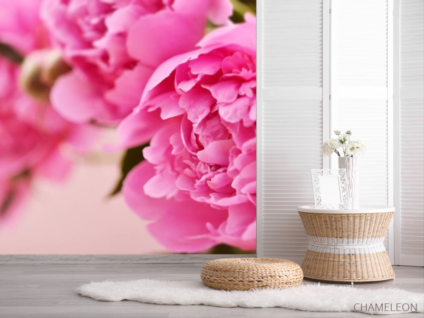 Фотошпалери рожевий піон - 2