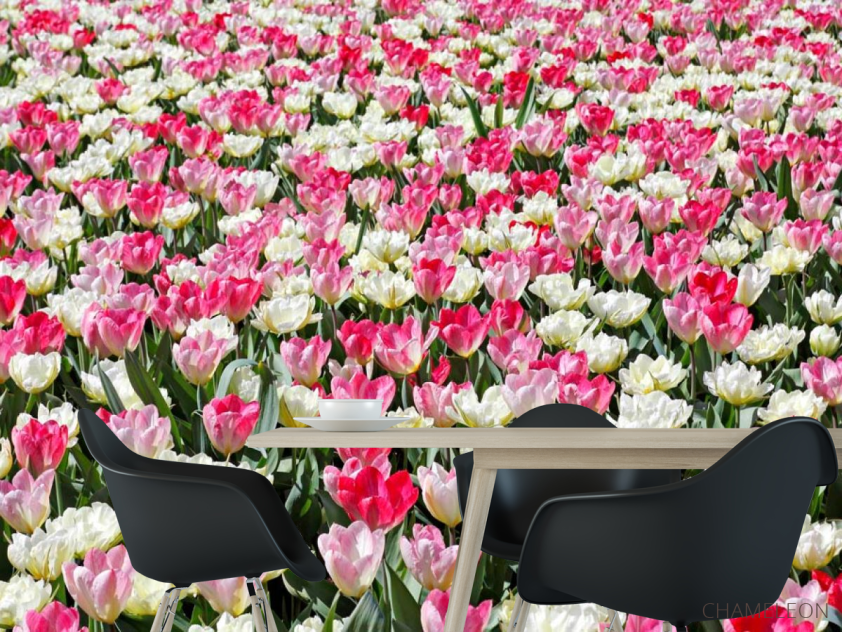Фотошпалери Поле різнокольорових тюльпанів - 1