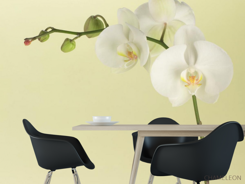 Фотообои белая орхидея на бежевом фоне - 1