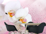 Фотошпалери Дві білі орхідеї - 1