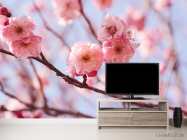 Фотообои Розовые вишневые соцветия - 2