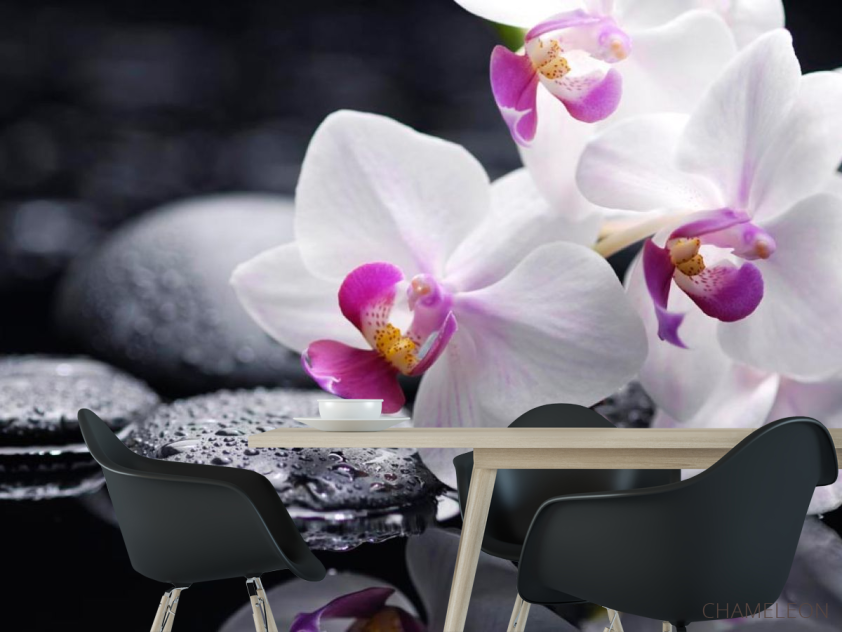 Фотошпалери Білі й чорні орхідеї - 1