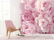 Фотошпалери пухнасті рожеві півонії - 4