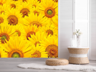 Фотошпалери Поле соняшників - 2