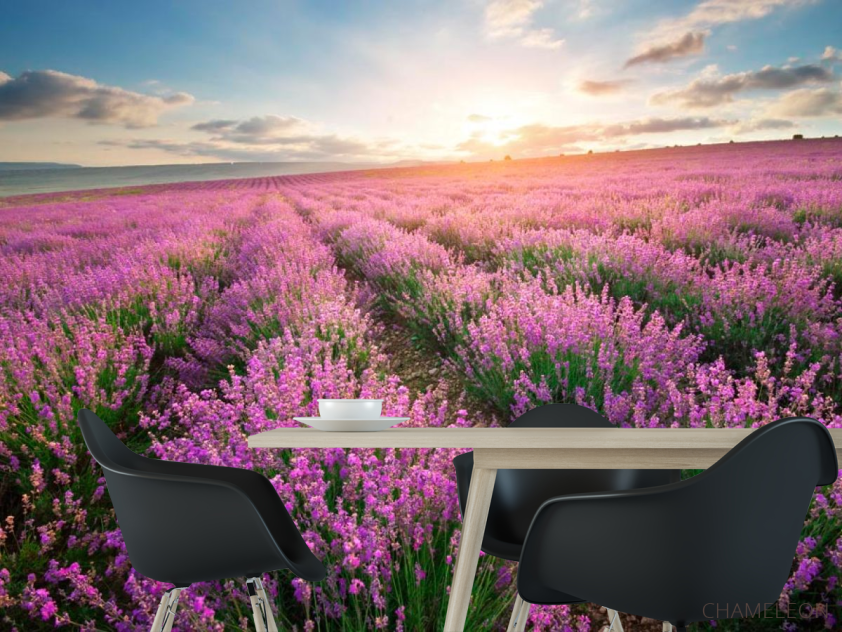 Фотошпалери Лавандове поле - 1