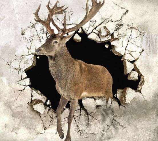 Фотообои Олень из стены 22111