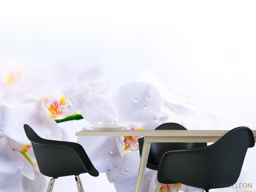 Фотообои Цветки белоснежные - 1