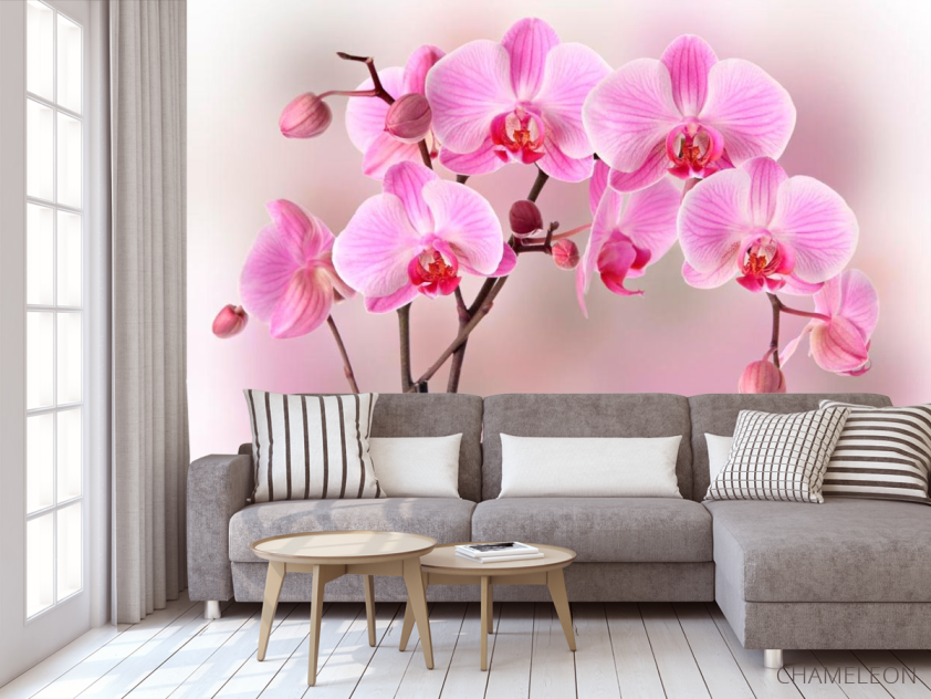 Фотообои Орхидеи розовых тонов - 3