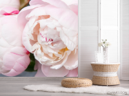Фотошпалери ніжні біло-рожеві півонії - 2