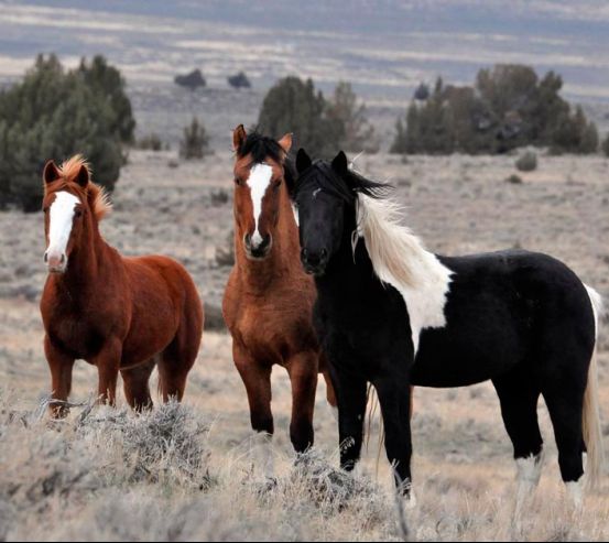 Фотообои Три лошади 0459