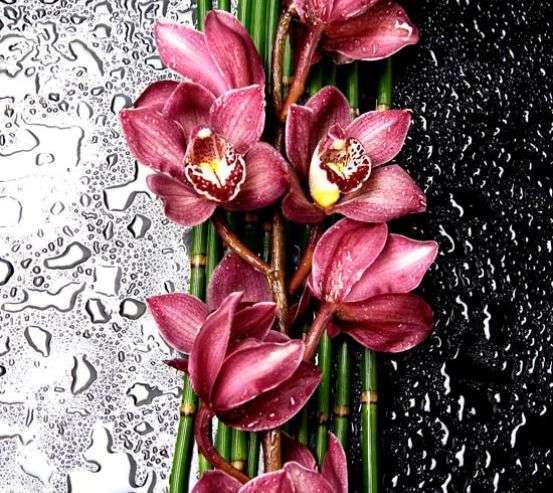 Фотообои Бордовые орхидеи 8450