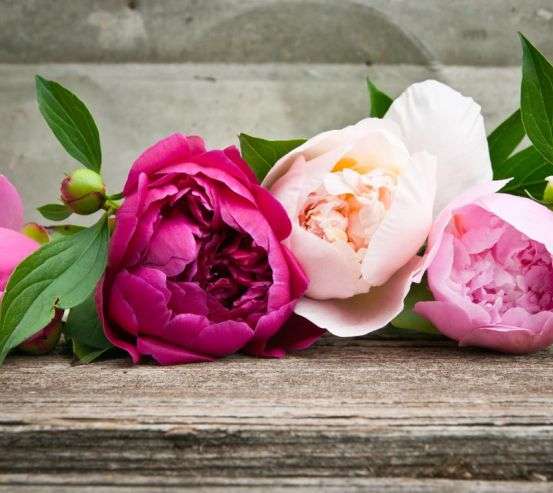 Фотообои розовые пионы Фотообои розовые пионы 20628