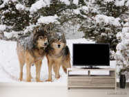 Фотообои Волки в снегу - 2