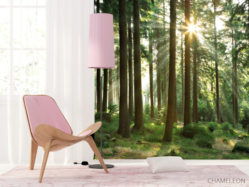 Фотошпалери ліс зі стрункими деревами - 4