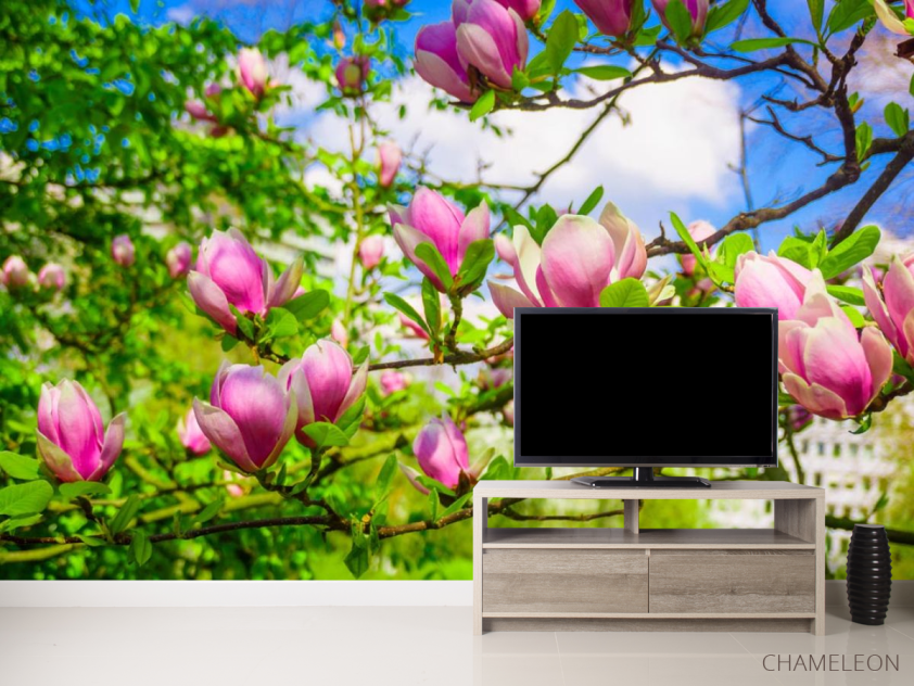 Фотообои магнолии розовые на деревьях - 2